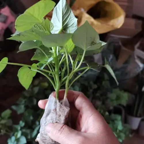 杯苗番薯庭院红薯叶红薯种植植苗地瓜屋顶绿植绿植