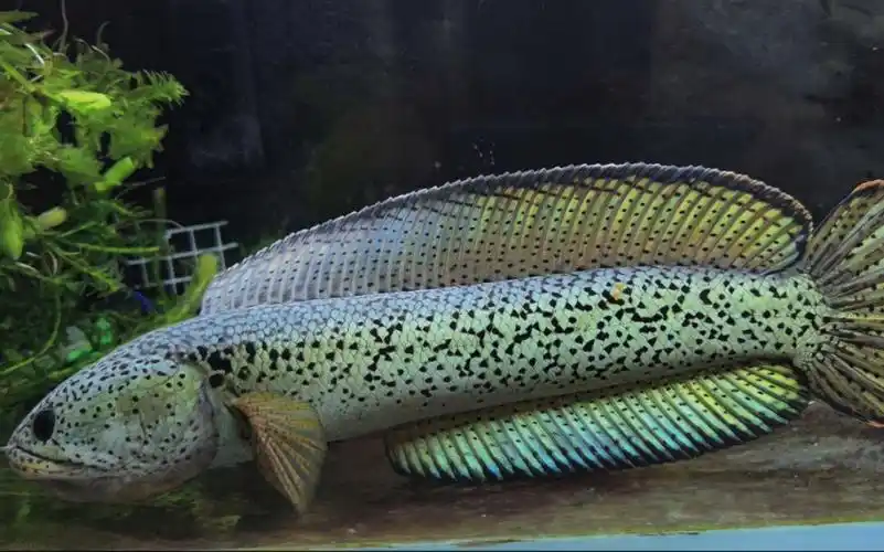 巴卡雷龙鱼雷龙品种中算是颜色最好看的一种大型圆头雷龙也可以叫凶到