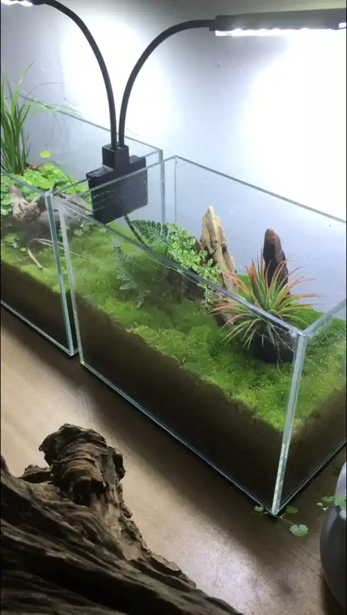 把鱼缸弄成微景观