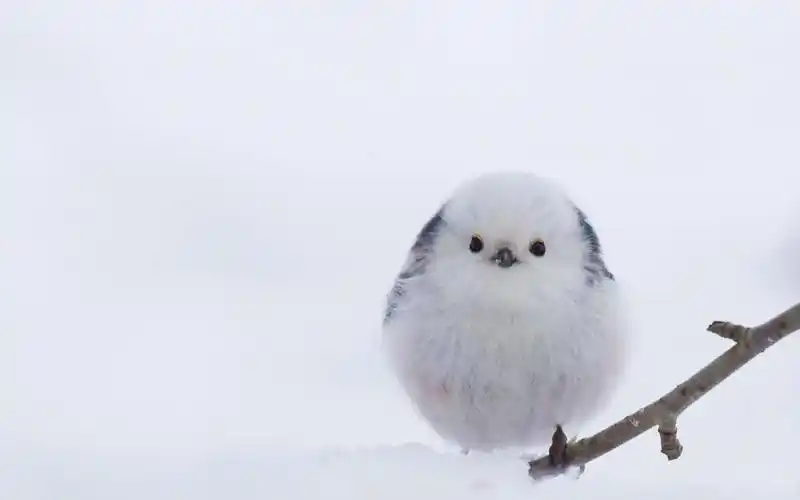 麻薯团子小肥啾,奶凶奶凶惹人爱
