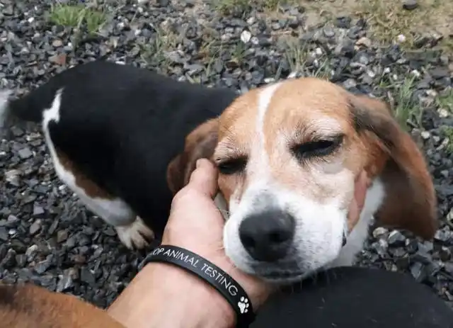 在你们还没有很好的了解对方之前,主人只能多了解一下每只狗叫的背后