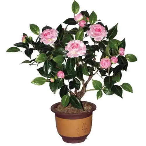 盆栽茶花苗山茶花 室内阳台花卉年宵花卉多花色多品种当年开花