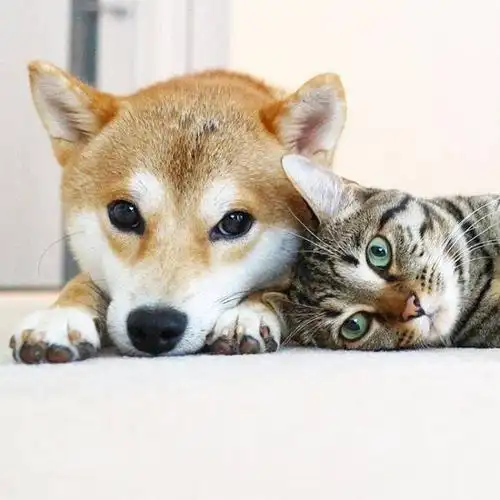 铲屎官们应该这样做!