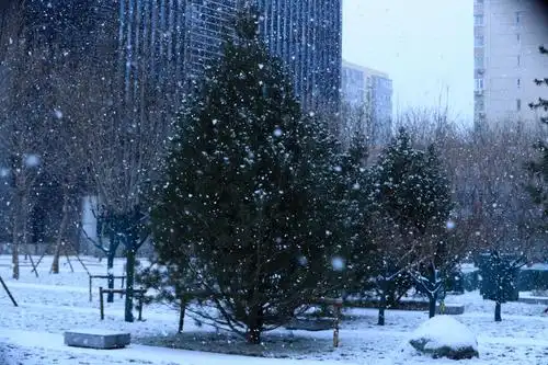 家门口的瑞气~雪花飘飘