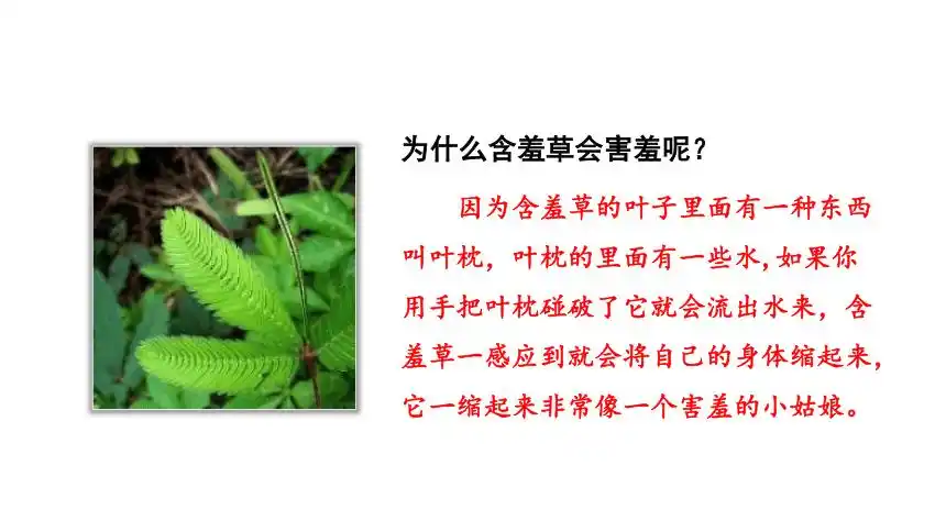 二年级上册2017部编传统文化鉴赏大自然的秘密课件