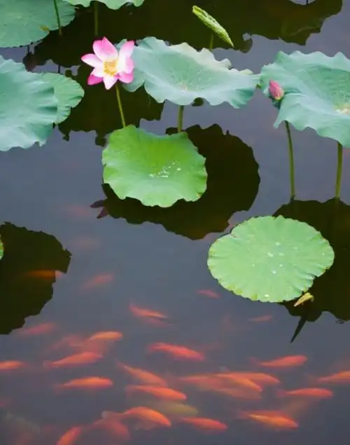 星落池塘景色奇.