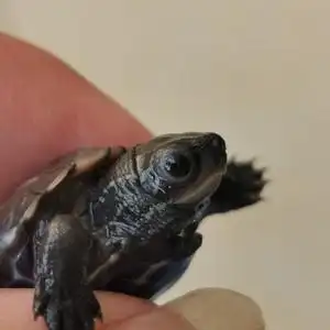 coinde黑化草龟魔眼草龟变异草龟中华草龟白化草黄肉草斑纹草