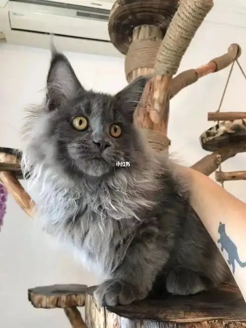 2个月 爆毛怪 疫苗:1针疫苗体格粗 双英血 未来可期 #凯米尔色缅因猫