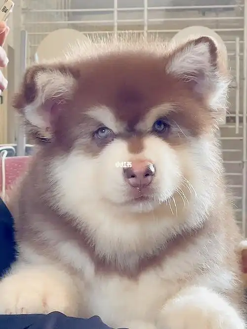 阿拉斯加异域风情的眼神