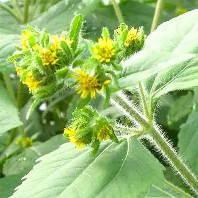 祛风湿,通经络,清热解毒.