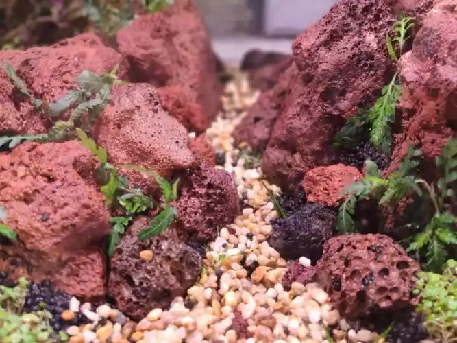 新人新开的火山石草缸 - 水草造景 - cta南美水族