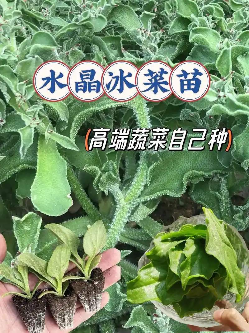 水晶冰菜苗,高端蔬菜自己也可以种啦～大家好,这款水晶冰菜苗自 - 抖