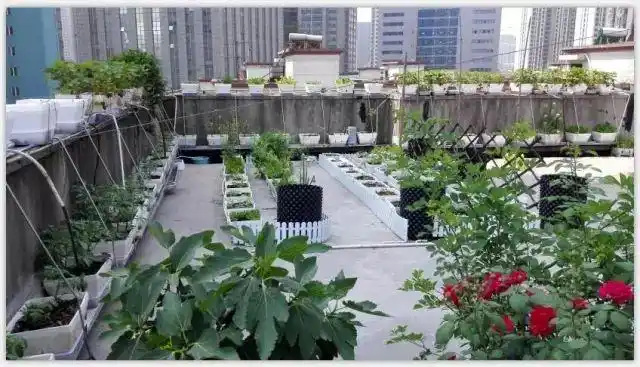 关于屋顶小菜园的美文