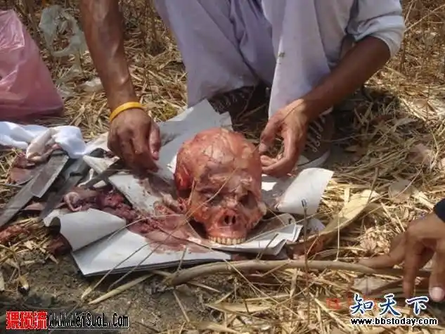 【胆小者,心脏不好者,慎入】实拍泰国食人宴