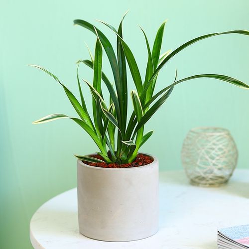 神童冠建兰系列兰花办公室室内盆栽桌面好养活客厅电视柜旁边绿植