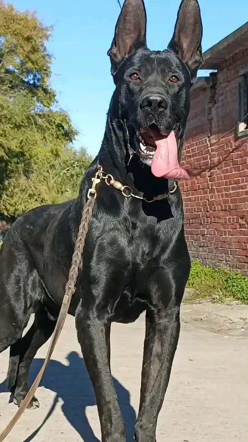 黑狼犬#这样的黑狼犬你钟意吗?