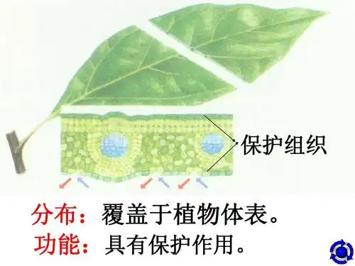 2 细胞分化形成组织 课件  北师大七年级上 保护组织 分布:覆盖于植物