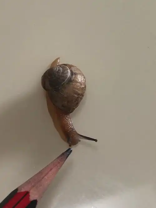 观察小蜗牛🐌 - 美篇