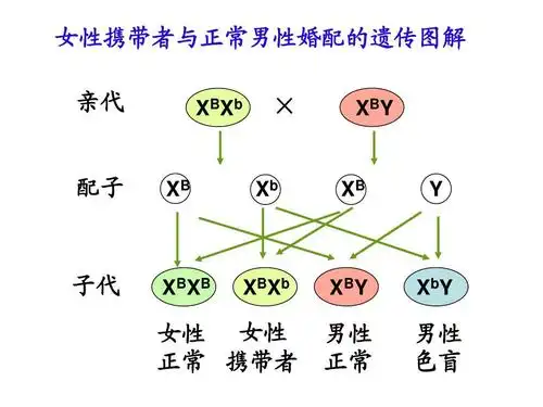 2-3伴性遗传(复习)答案ppt
