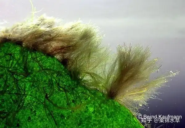 请问这是传说中的黑毛藻吗