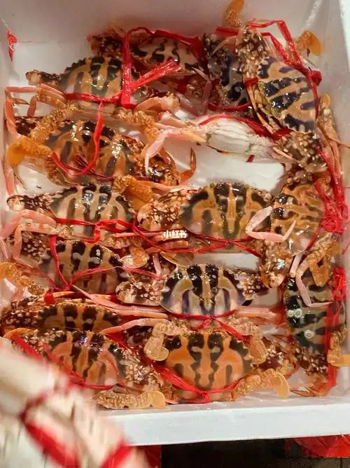 红花蟹闪亮登场