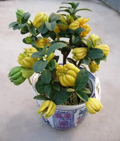 佛手花的养殖 - 花博士花卉绿植租摆 - 北京专业花卉绿植租摆