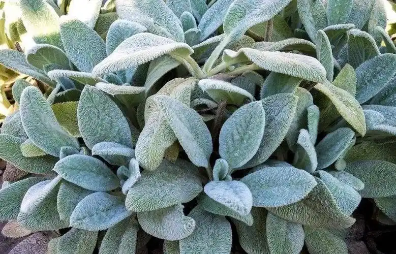 棉毛水苏 - 植家