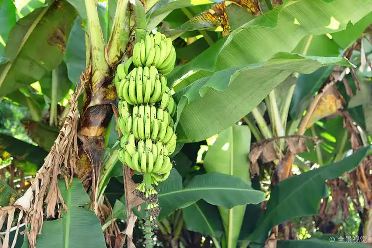香蕉树图片_香蕉树高清图片_全景视觉