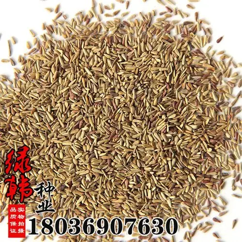 批发观花种子翠菊种子园林景观绿化花卉种子园艺花卉观赏植