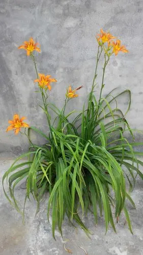 盛开的金金花,放射出金色的光芒!