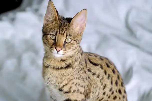 世界十大最贵宠物