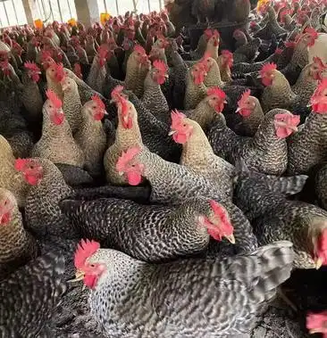 芦花鸡母鸡老水健康山林放养