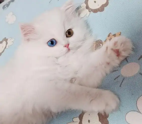 鸳鸯眼的山东狮子猫有什么特点?-宠物乐园