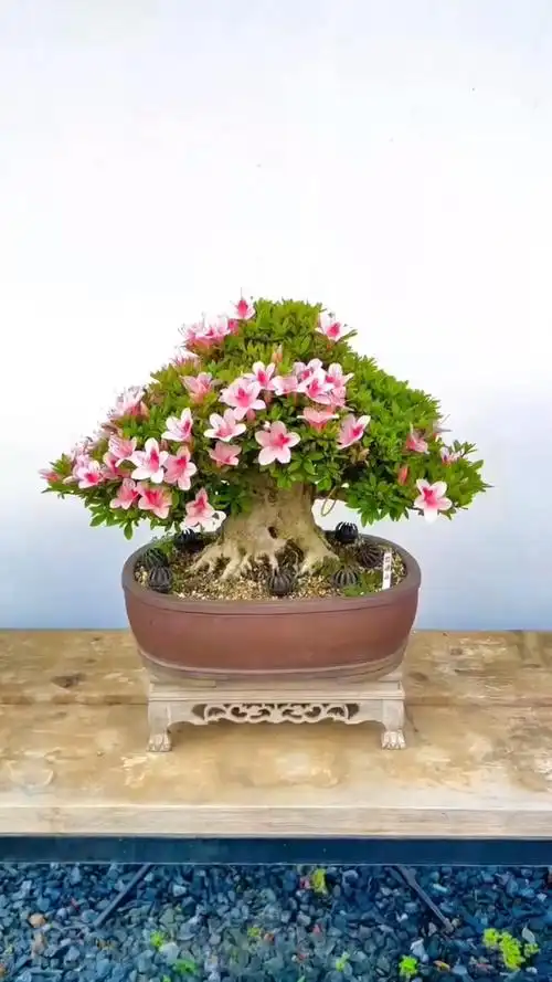 盆景艺术#皋月杜鹃如峰山