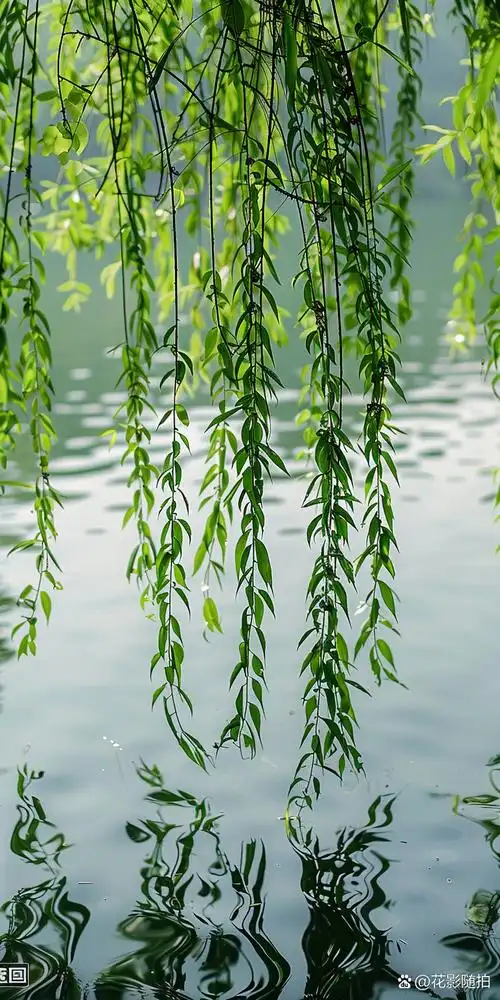 春风拂过古桥边, 垂柳轻舞绿丝绦. 清明时节踏青去, 满目翠绿醉心田.