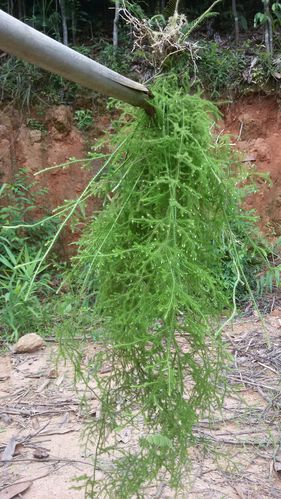 新鲜中药材野生伸筋草石松龙须草新鲜正宗野生现采现发500g