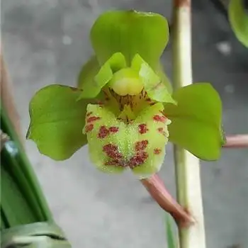 刚下山的蕙兰漂亮小荷瓣