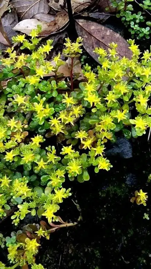 凹叶景天,生长在阴凉潮湿岩石上的岩马齿苋开花啦