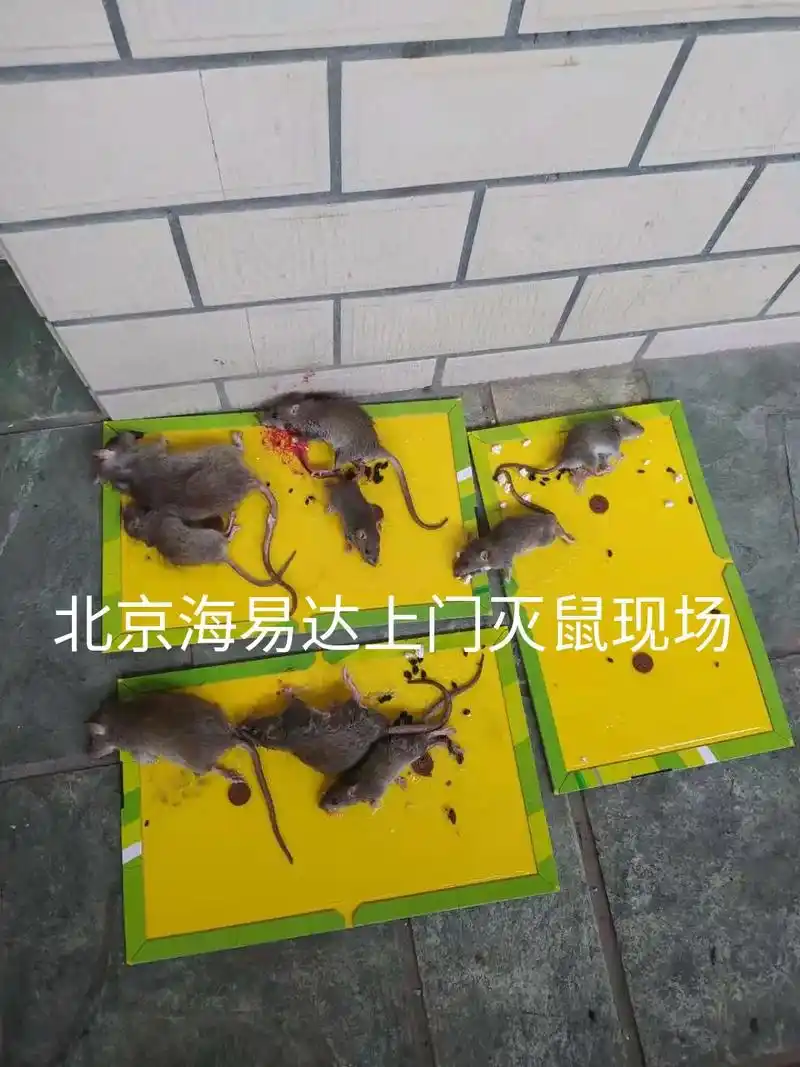 北京灭老鼠,家庭除老鼠,捕鼠,抓老鼠.15210460136 - 抖音