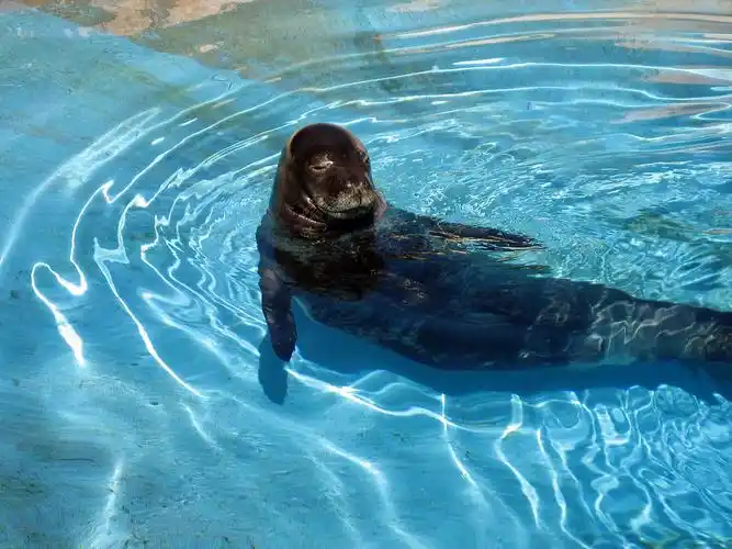 p>夏威夷僧海豹(学名:monachus schauinslandi)在 a href="#" data