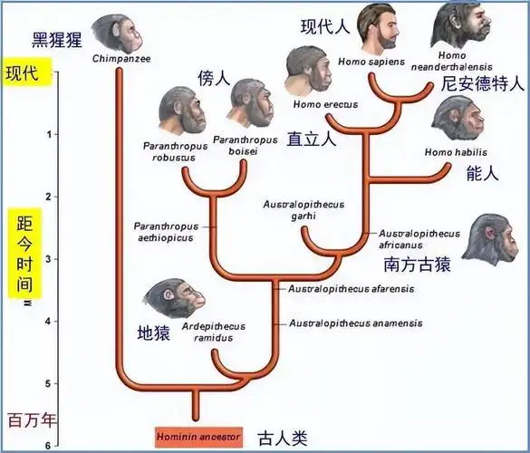 5万年前的分岔:为何尼安德特人灭绝而人类进化到现在? - 知乎