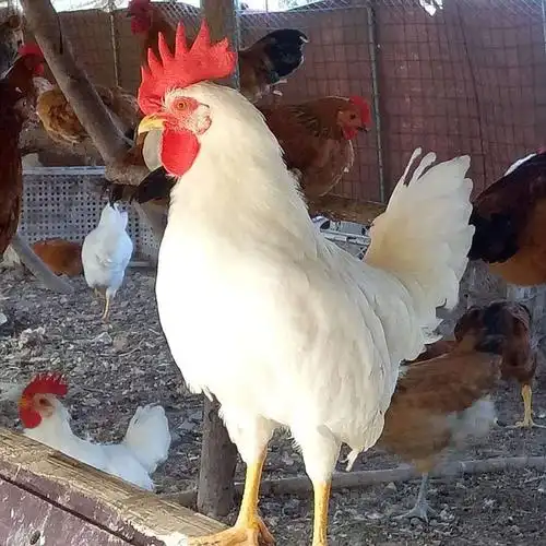 哪里有白羽鸡鸡苗批发 多少钱一只 孵化养殖场