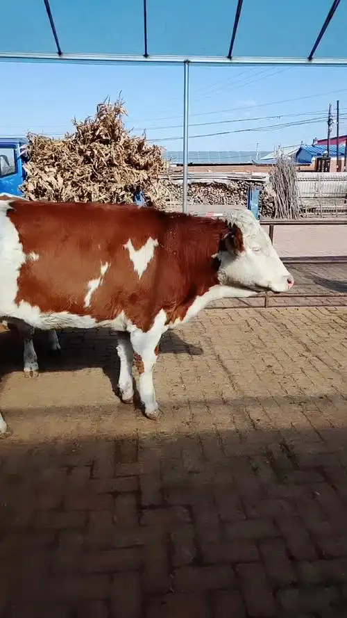 西门塔尔大母牛,都是带肚的,形体好