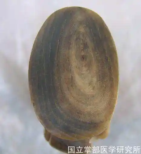 犀牛角的鉴别知识