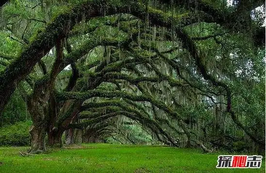 世界上最恐怖的吸血树吸血树吃人图片吸光血液致死