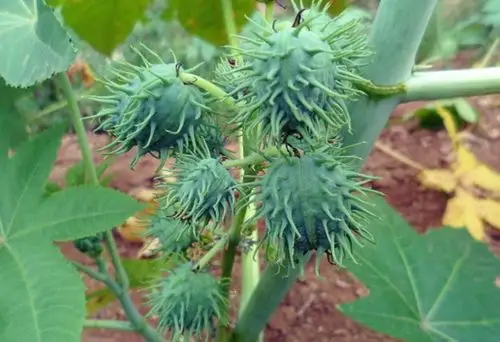 世界上十大剧毒植物 切勿随意触碰