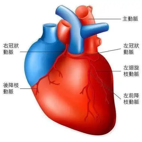 再来简单复习一下冠状动脉的解剖,了解一下冠状动脉狭窄.