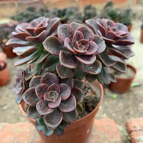 巧克力多头老桩整桩多肉植物大颗肉肉好养盆栽多肉植物