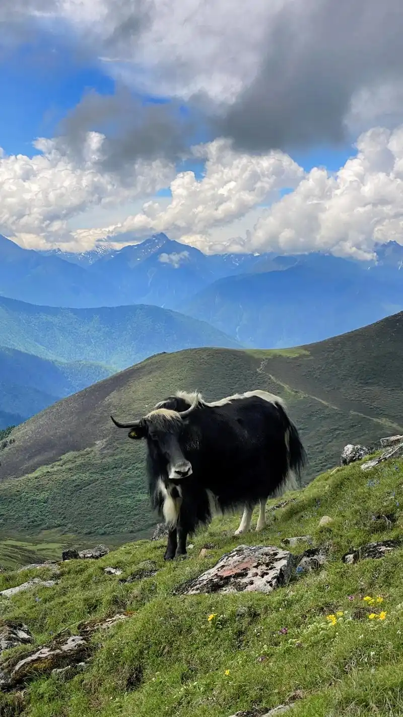 雪域高原 高原上的神奇动物们 #野生动物零距离 #高原牦牛  - 抖音