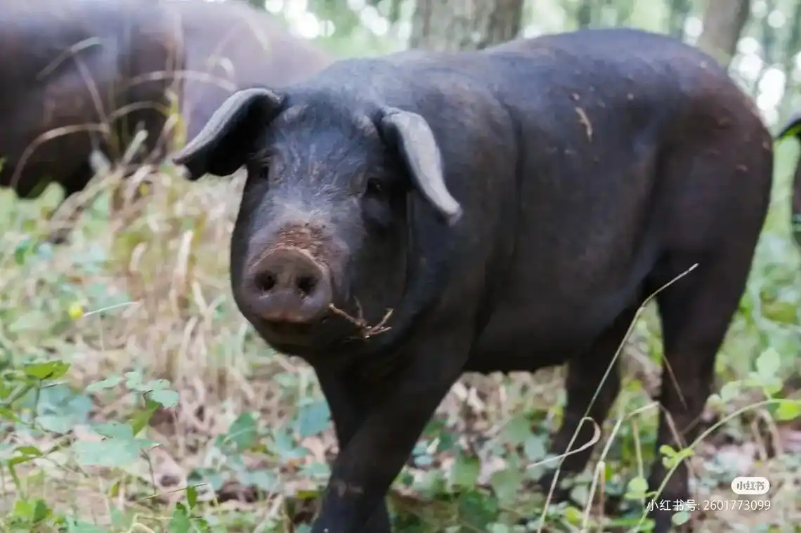 黑猪是传统的土方法饲养的本土品种猪.
